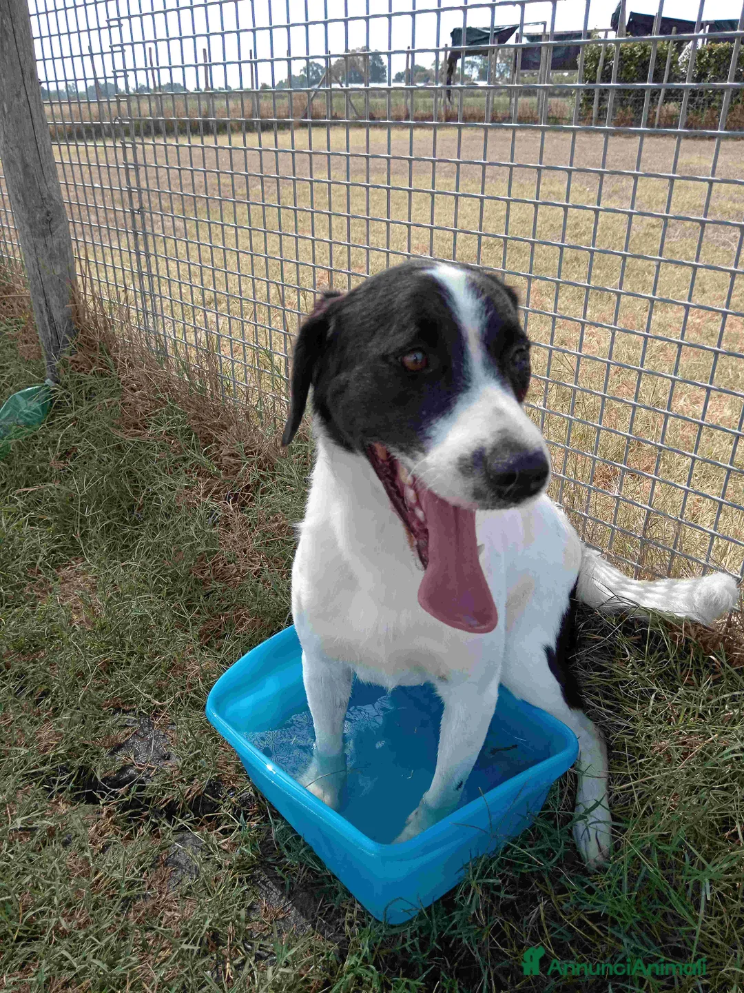 Beagle cani in regalo: ANTONY cucciolotto simil beagle a Provincia di Latina - Annuncio 2