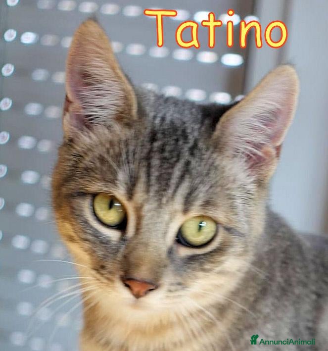 Europeo gatti in regalo: TATINO, SOLO 5 MESI E NESSUNO LO VUOLE?  - Annuncio 6