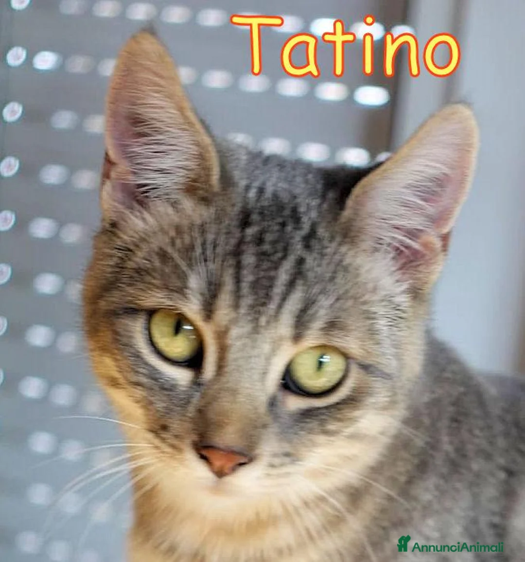 Europeo gatti in regalo: TATINO, SOLO 5 MESI E NESSUNO LO VUOLE?  - Annuncio 1