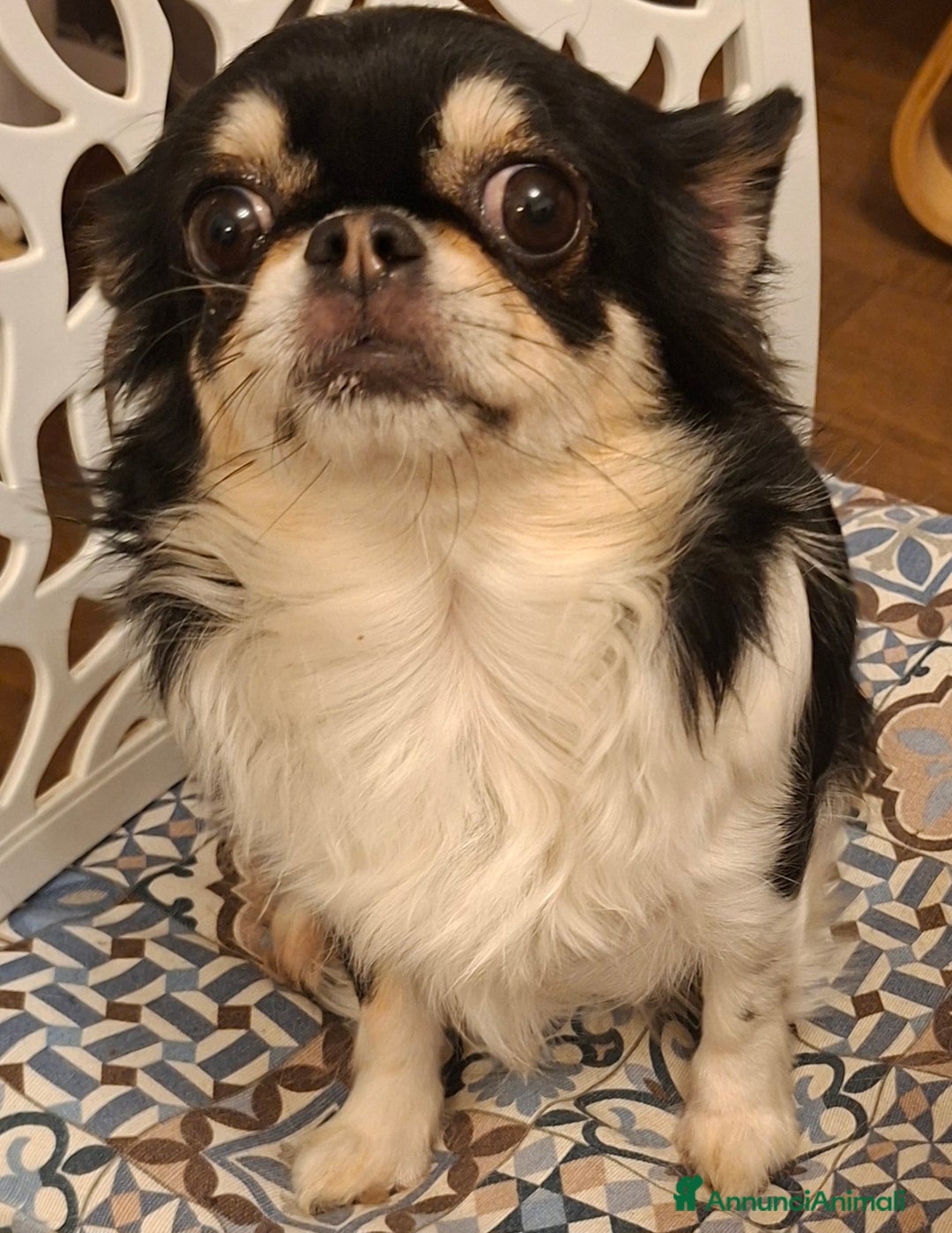 Chihuahua cani in vendita: Maschietti pelo lungo chihuahua  - Annuncio 1