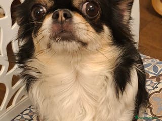 Chihuahua cani Maschietti pelo lungo chihuahua - Annuncio 13