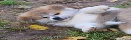 Akita Inu cani in vendita: Cuccioli di Akita da allevamento ENCI - Annuncio 3