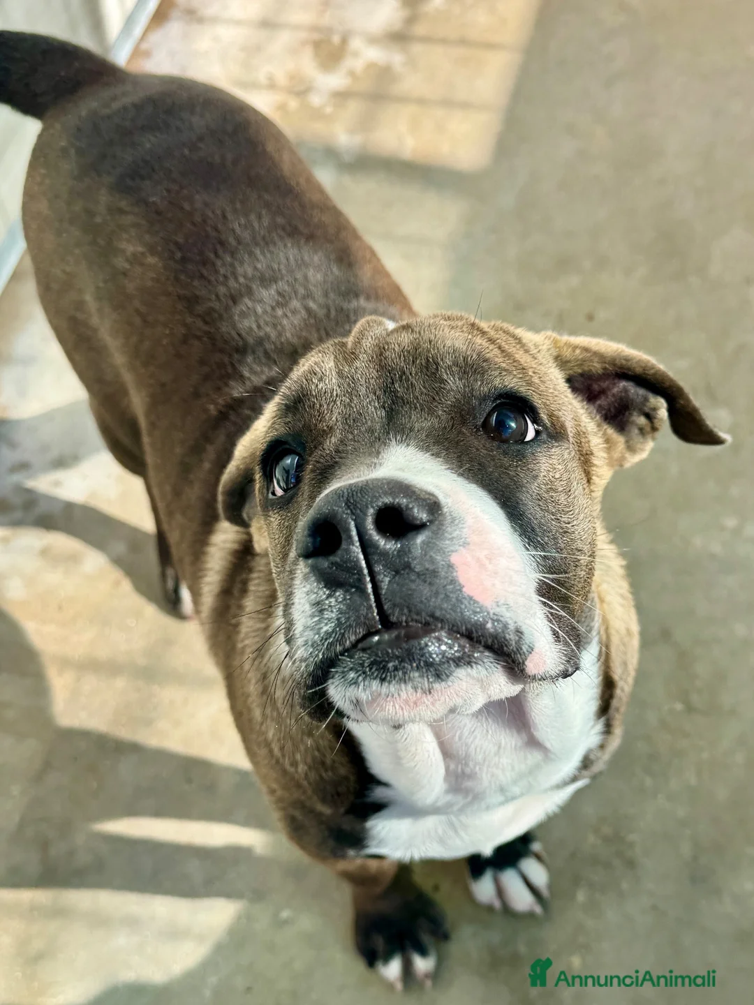 Cane Corso cani in regalo: SHIVA 5 mesi taglia gigante a Città metropolitana di Milano - Annuncio 2
