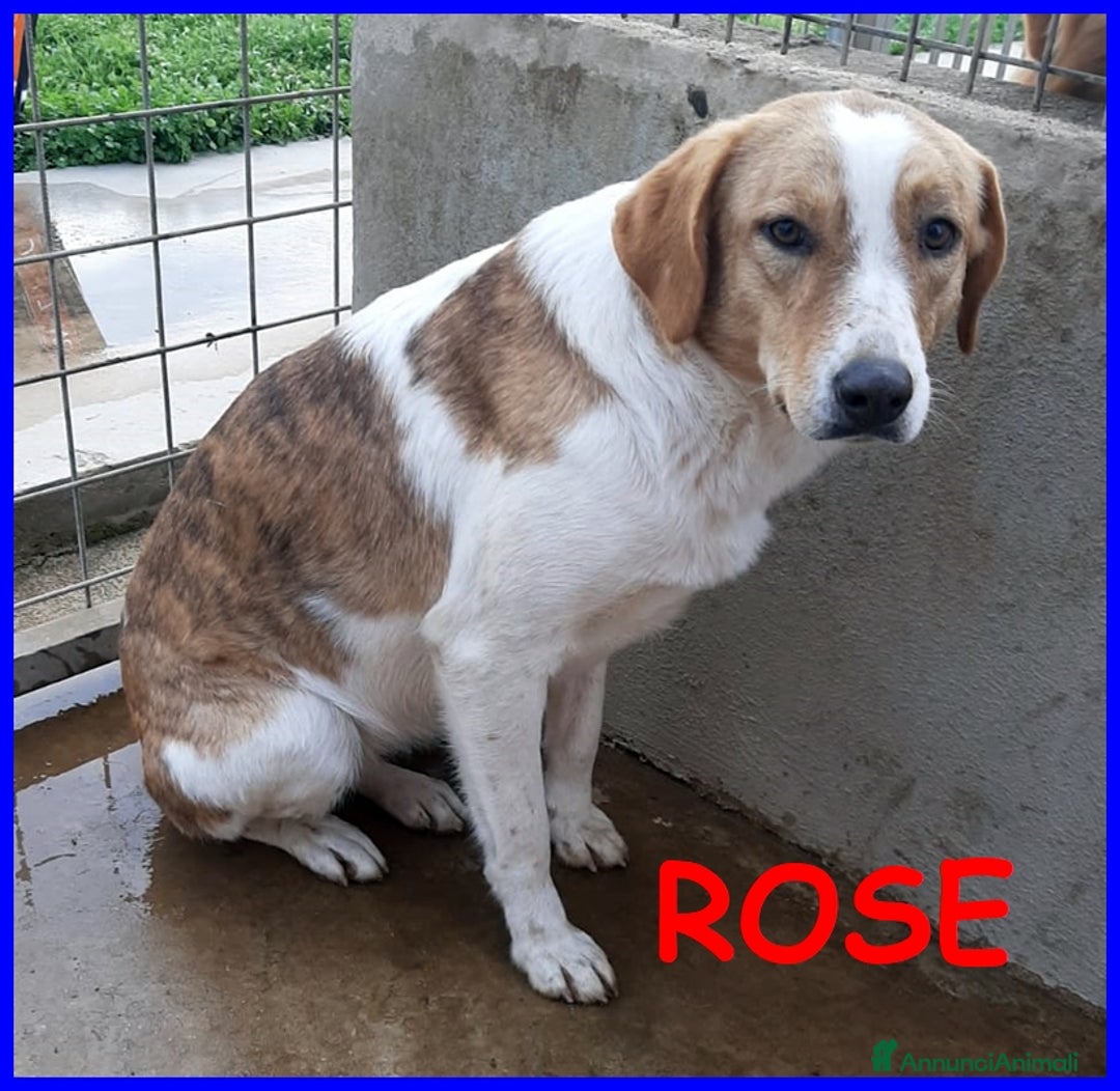 Meticcio cani in regalo: ROSE 7anni dolce triste patatina! - Annuncio 1