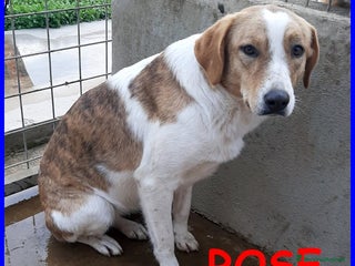 Meticcio cani ROSE 7anni dolce triste patatina! - Annuncio 19