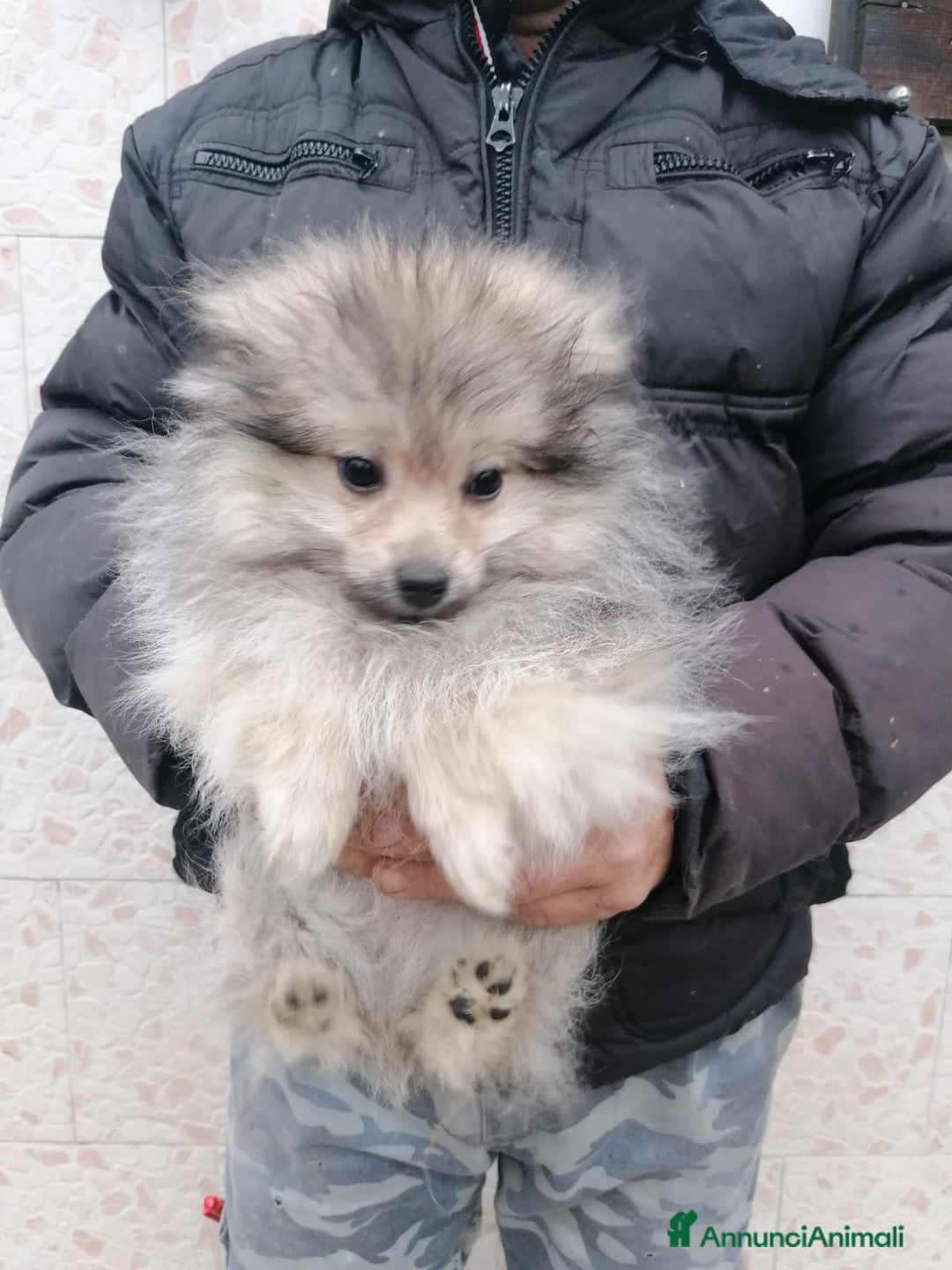 Volpino Pomerania cani in vendita: Volpino pomerania cucciolo maschio - Annuncio 6