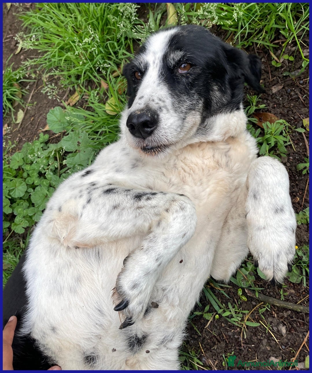 Meticcio cani in regalo: CHIANINA, 12 ANNI IN GABBIA, ORA SOGNA  UNA FAMIGL a Città metropolitana di Milano - Annuncio 6