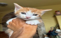 Maine Coon gatti in vendita: Cuccioli Maine Coon a Provincia di Brescia - Immagine 4