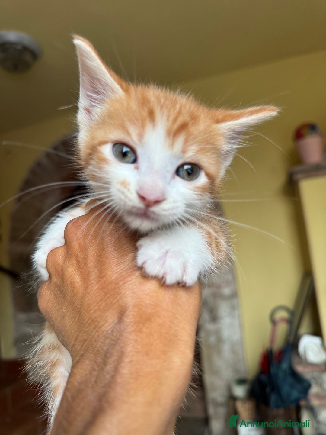 Maine Coon gatti in vendita: Cuccioli Maine Coon a Provincia di Brescia - Immagine 4
