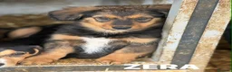 Meticcio cani in regalo: 4 SPLENDIDI CUCCIOLI cercano casa! Super coccoloni - Annuncio 11