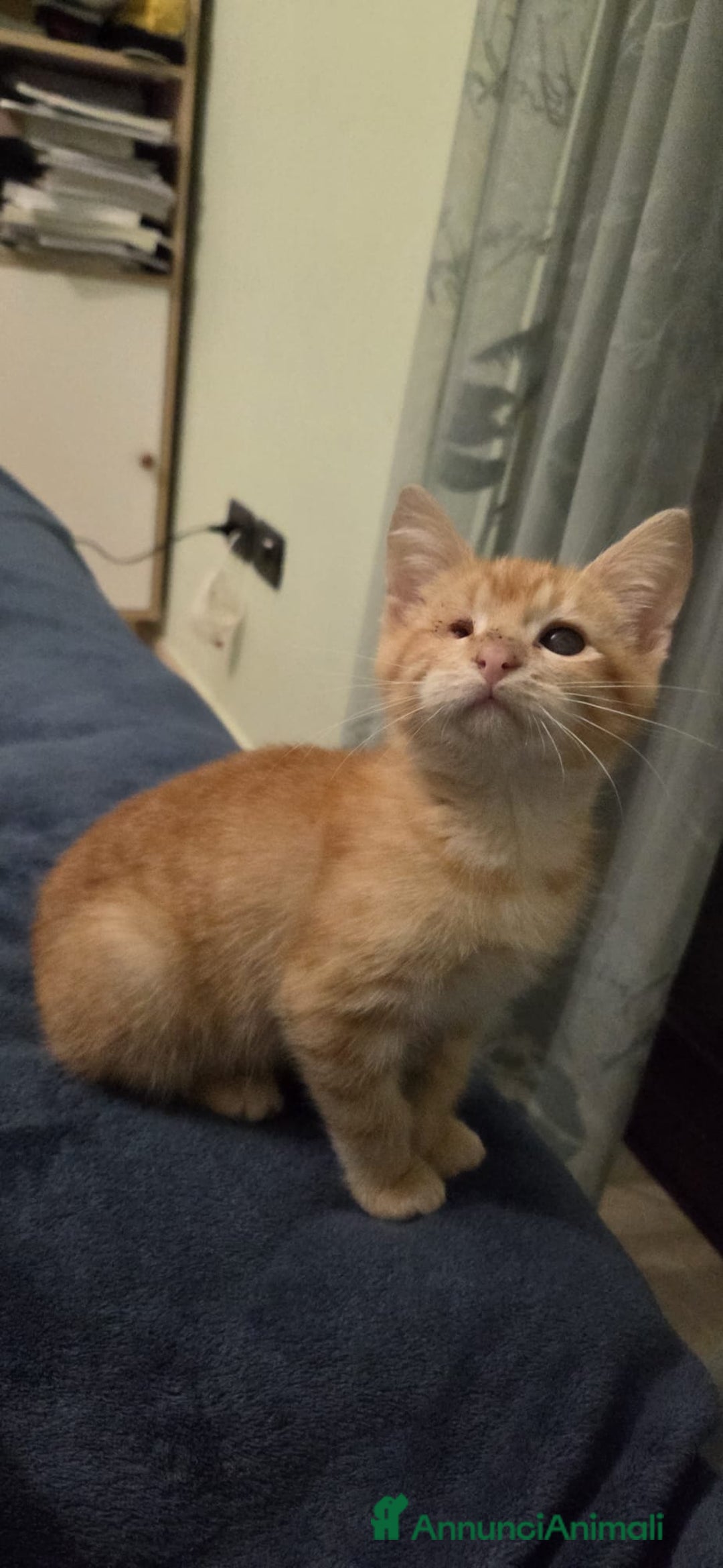 Altre razze gatti in regalo: GATTINI SPECIALI  - Annuncio 4