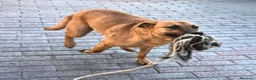 Meticcio cani in regalo: SONO ARGO CERCO CASA - Annuncio 15