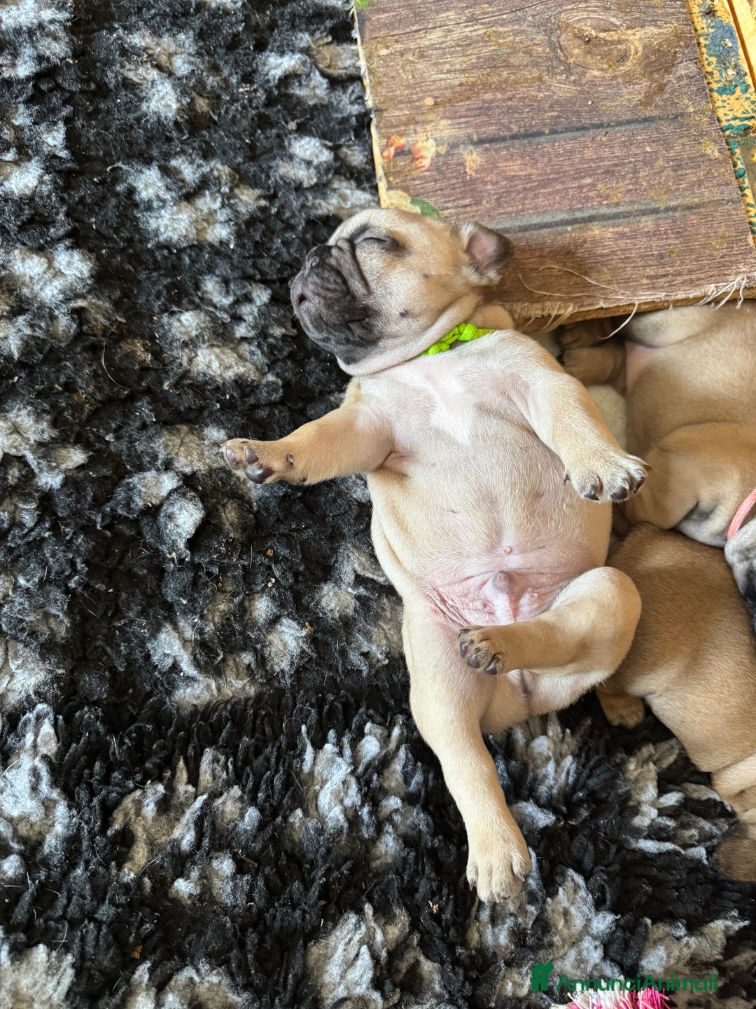 Bulldog Francese cani in vendita: Bulldog francese  a Provincia di Ascoli Piceno - Immagine 17