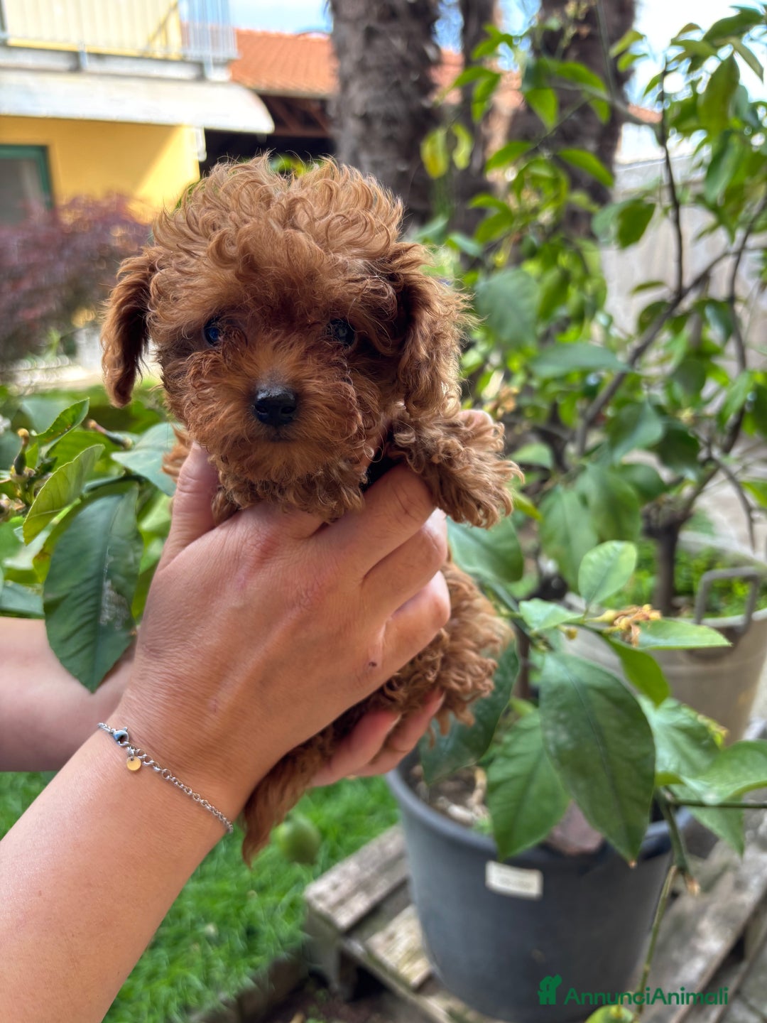 Barboncino cani in vendita: BARBONCINI FULVI TOY E NANI CON PEDIGREE a Vercelli - Immagine 2