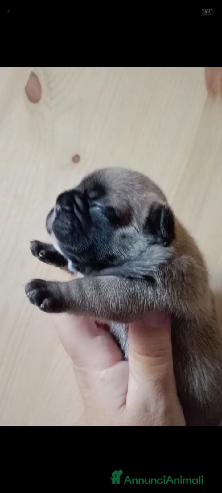 Bulldog Francese cani Splendidi cuccioli bouldogue francese  - Annuncio 8