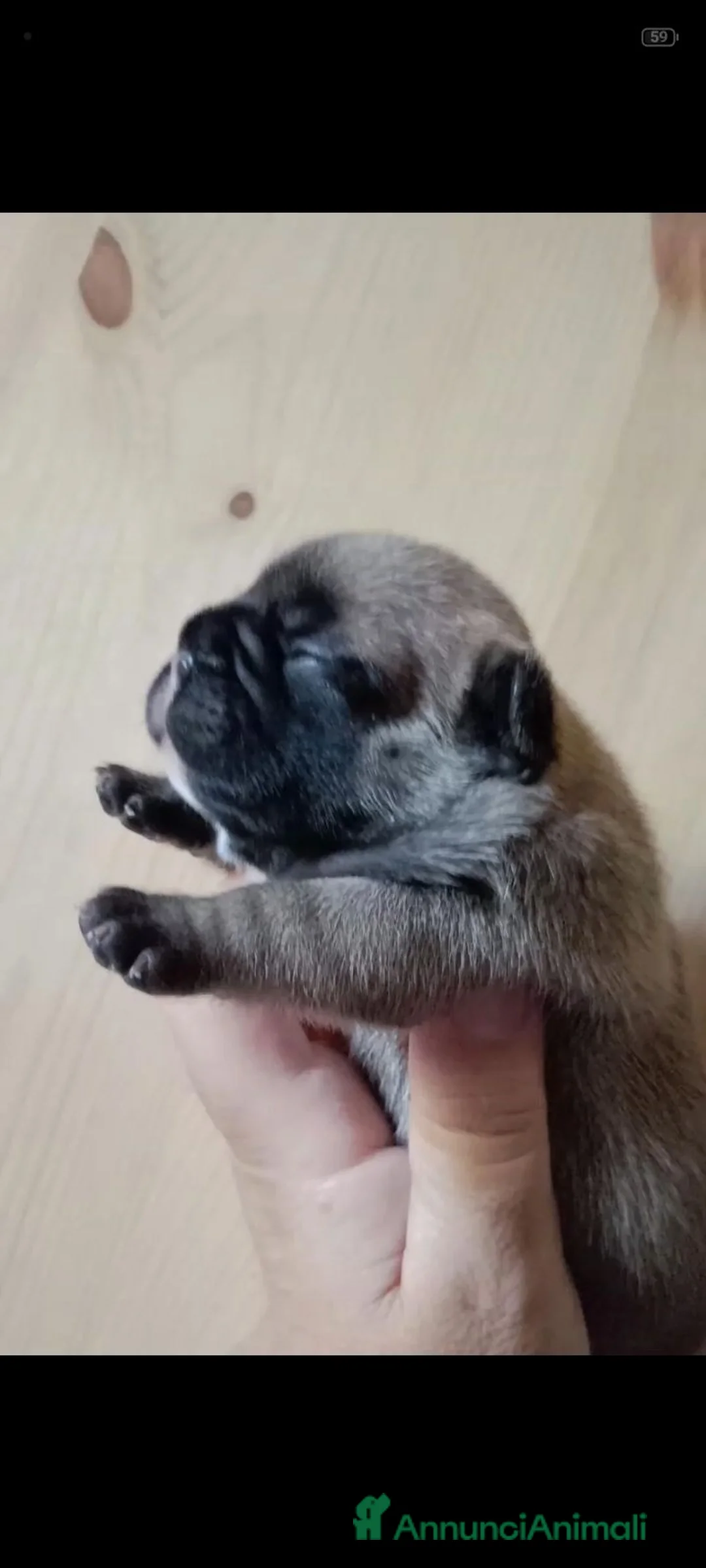 Bulldog Francese cani in vendita: Splendidi cuccioli bouldogue francese  - Annuncio 1