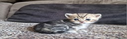 British gatti in vendita: British shorthair e longhair  - Annuncio 11