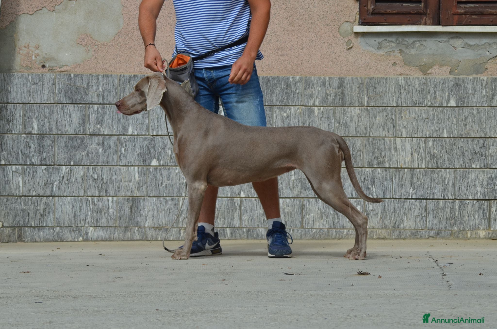 Weimaraner cani Cuccioli weimaraner  - Annuncio 20