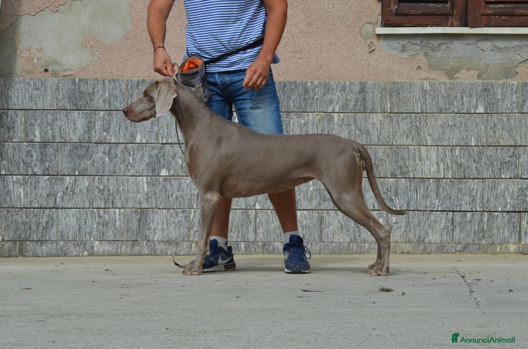 Weimaraner cani in vendita: Cuccioli weimaraner  - Annuncio 1