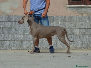 Weimaraner cani Cuccioli weimaraner - Annuncio 2
