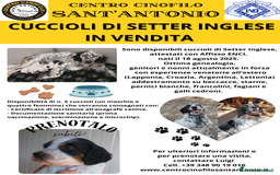 Setter Inglese cani in vendita: cuccioli in vendita - Immagine 7