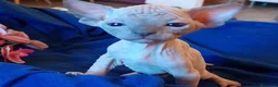 Sphynx gatti in vendita: Cuccioli di sphynx con pedigree  - Annuncio 4
