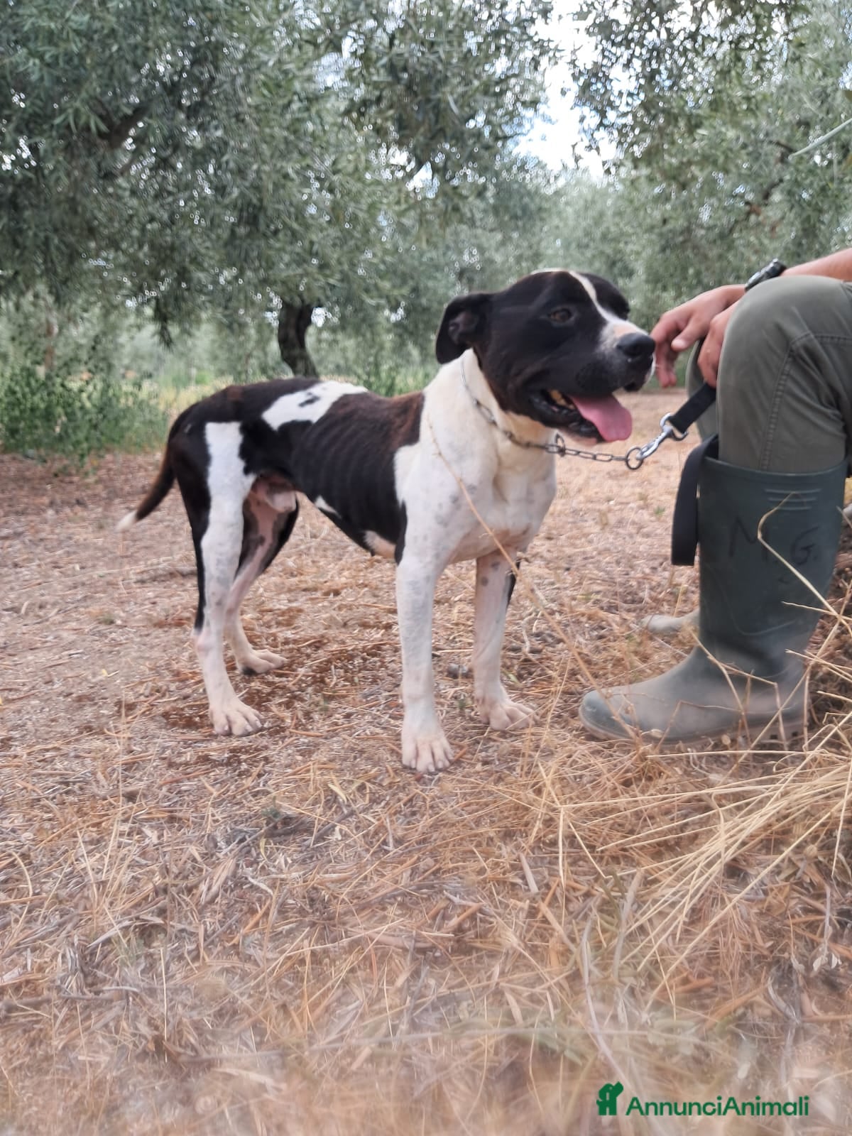 Meticcio cani CHICCO - mix Pit/Amstaff bianco e nero, giovane - Annuncio 10