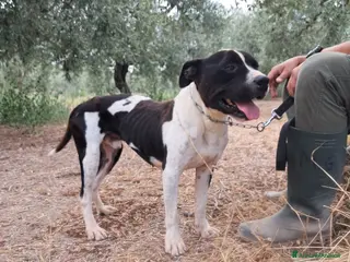 Meticcio cani CHICCO - mix Pit/Amstaff bianco e nero, giovane - Annuncio 4