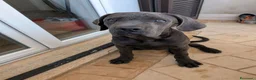 Cane Corso cani in vendita: Cucciola di cane corso!  - Annuncio 5