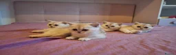 Scottish gatti in vendita: Gattini Scottish Straight  - Annuncio 6