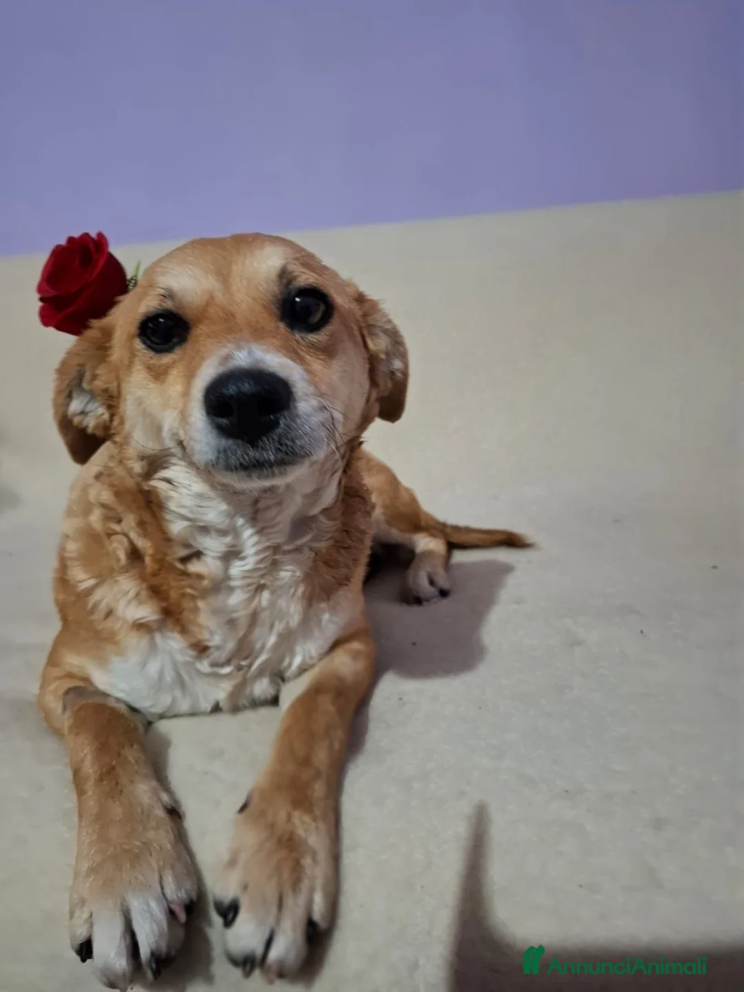 Meticcio cani in regalo: CAGNOLINA TG P - Annuncio 1