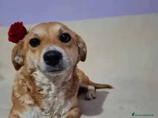 Meticcio cani CAGNOLINA TG P - Annuncio 14