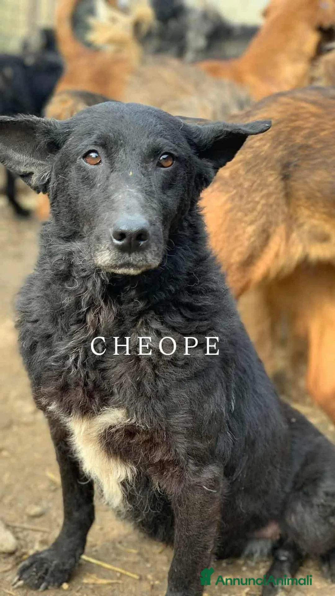 Meticcio cani in regalo: CHEOPE e ISIDE, mamma e figlia INVISIBILI! - Annuncio 2