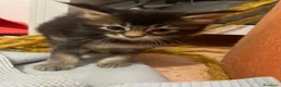 Maine Coon gatti in vendita: MAINE COON SHADED PREGIATI cuccioli  - Annuncio 13