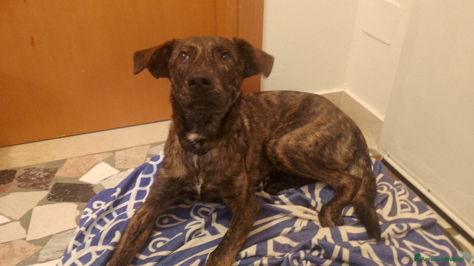 Meticcio cani regalo cucciolo 8 mesi da adottare con urgenza - Annuncio 30