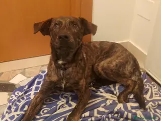 Meticcio cani regalo cucciolo 8 mesi da adottare con urgenza - Annuncio 30