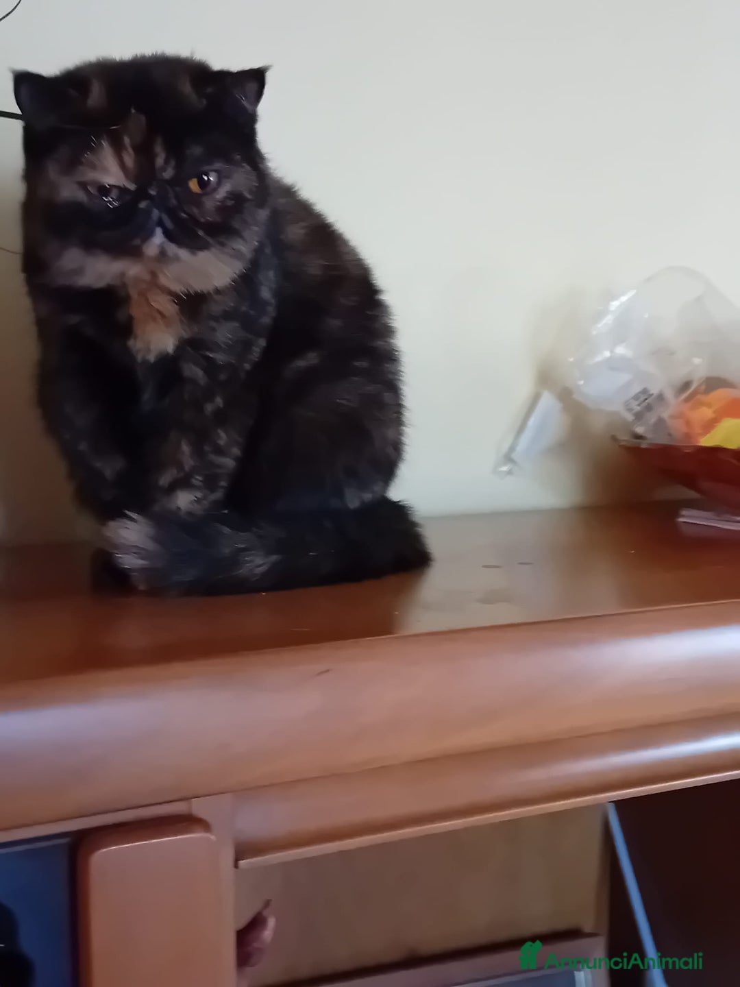 Exotic Shorthair gatti in vendita: Rumba - Annuncio 4