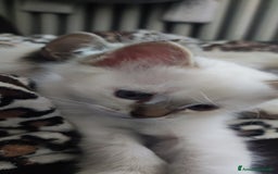 Sacro di Birmania gatti in vendita: Sacro di birmania  a Città metropolitana di Roma Capitale - Immagine 5
