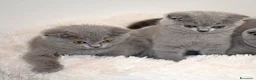 Scottish gatti in vendita: Scottish fold e straight con pedigree - Annuncio 3