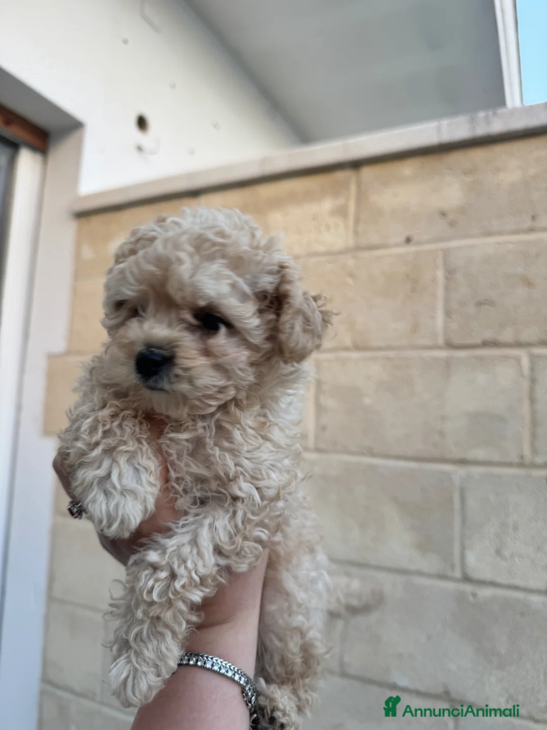 Barboncino Toy cani in vendita: Barboncina toy a Provincia di Lecce - Annuncio 1