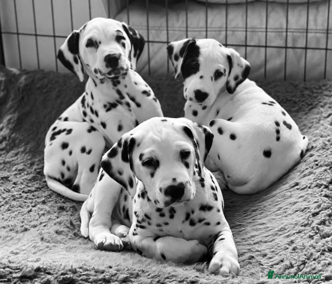 Immagine della galleria {{count}}