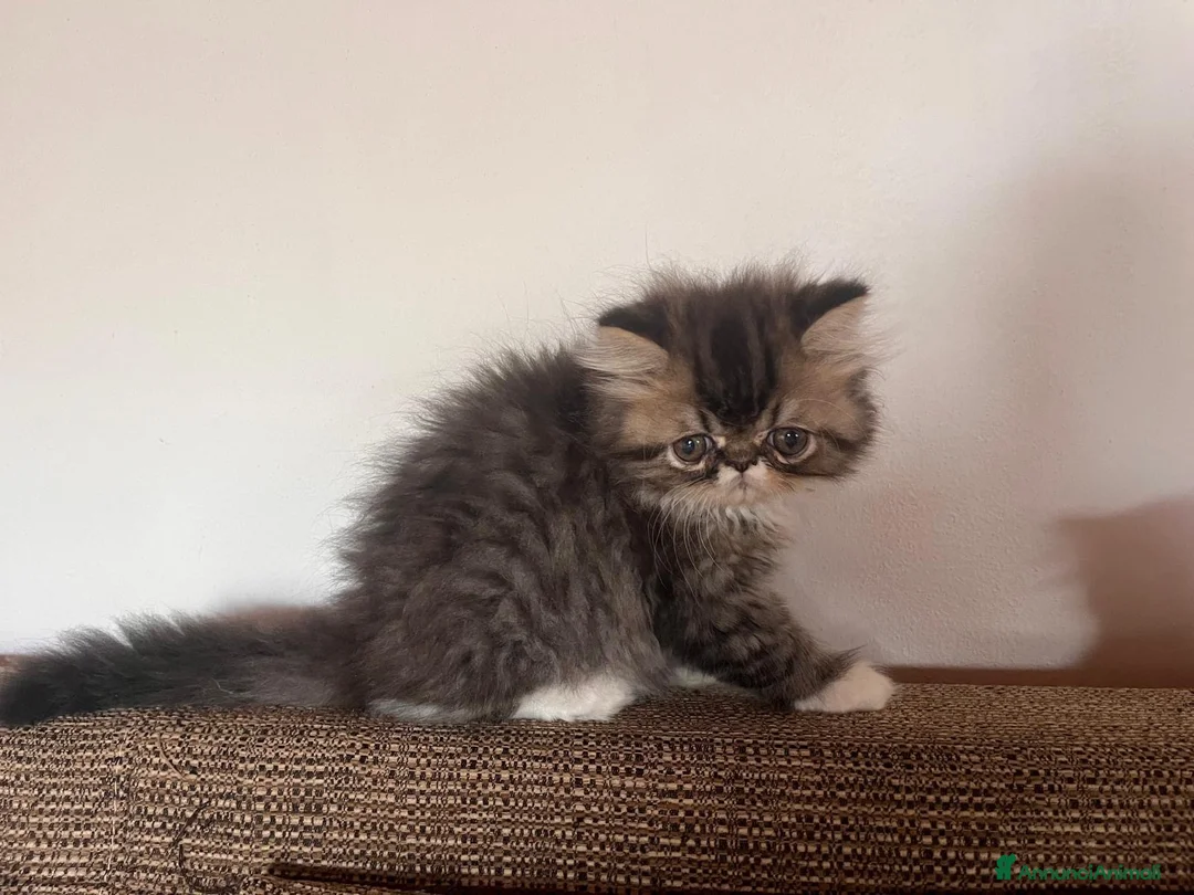 Persiano gatti in vendita: 🐾 Splendidi cuccioli di gatto Persiano 🐾 - Annuncio 1