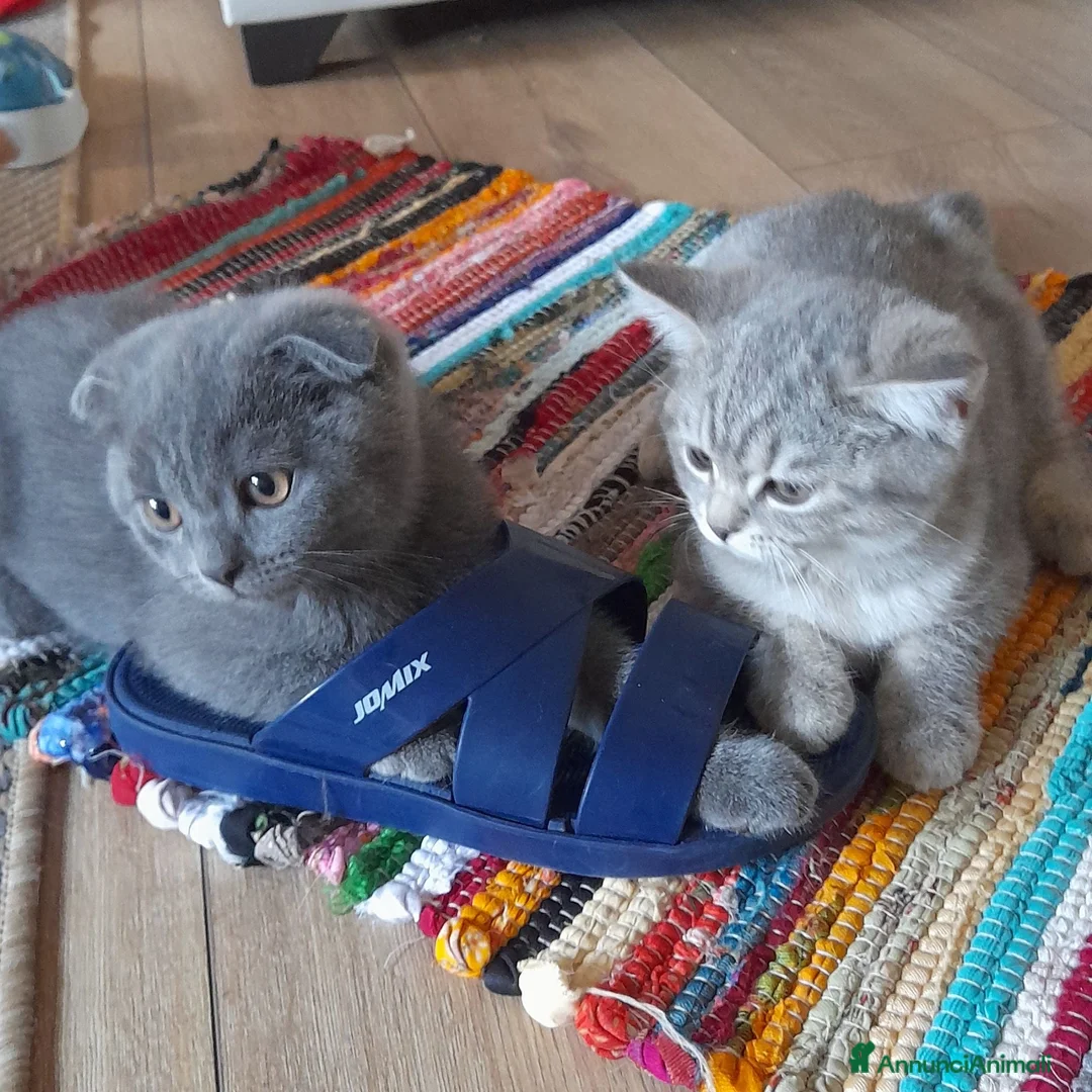 Scottish gatti in vendita: Cuccioli Scottish fold e Scottish straight  - Annuncio 2
