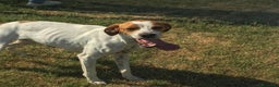 Breton cani in regalo: PUCK, bretoncino bianco/arancio in adozione a Provincia di Latina - Annuncio 4