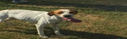 Breton cani in regalo: PUCK, bretoncino bianco/arancio in adozione a Provincia di Latina - Annuncio 4