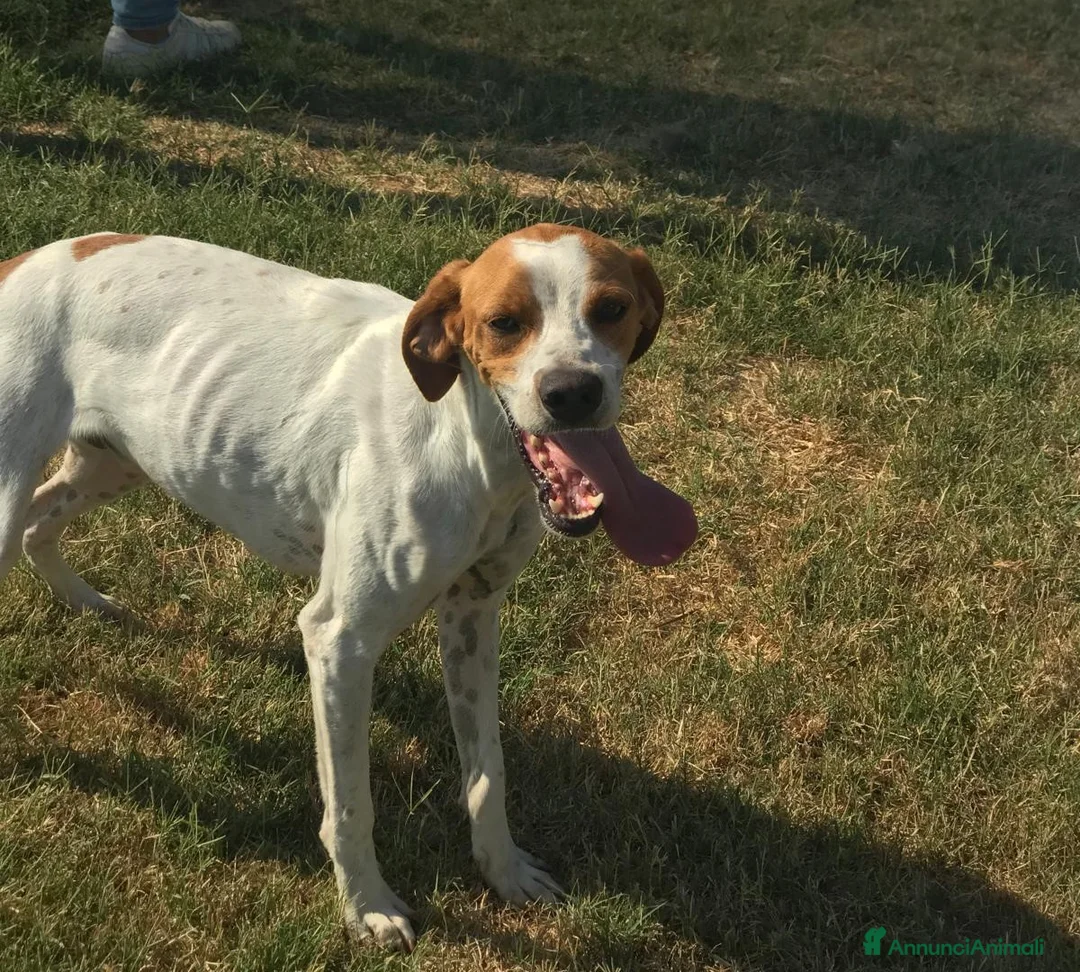 Breton cani in regalo: PUCK, bretoncino bianco/arancio in adozione a Provincia di Latina - Annuncio 4