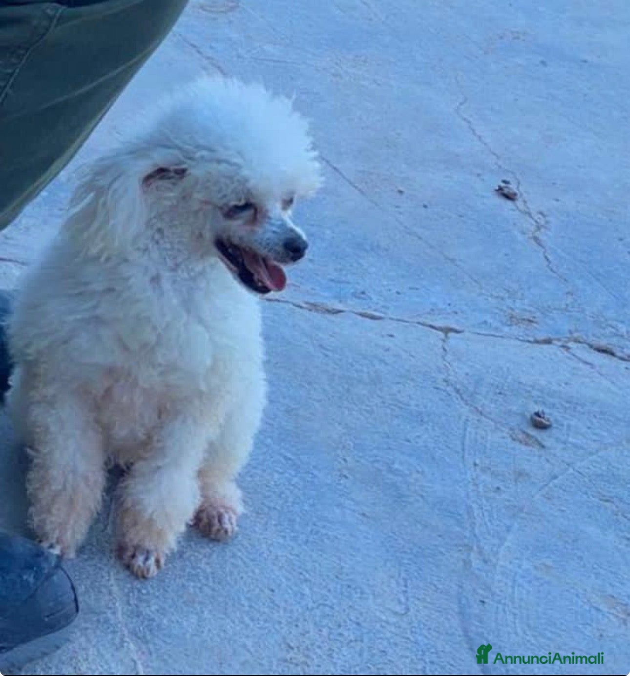 Barboncino Toy cani Cuccioli barboncini toy - Annuncio 12