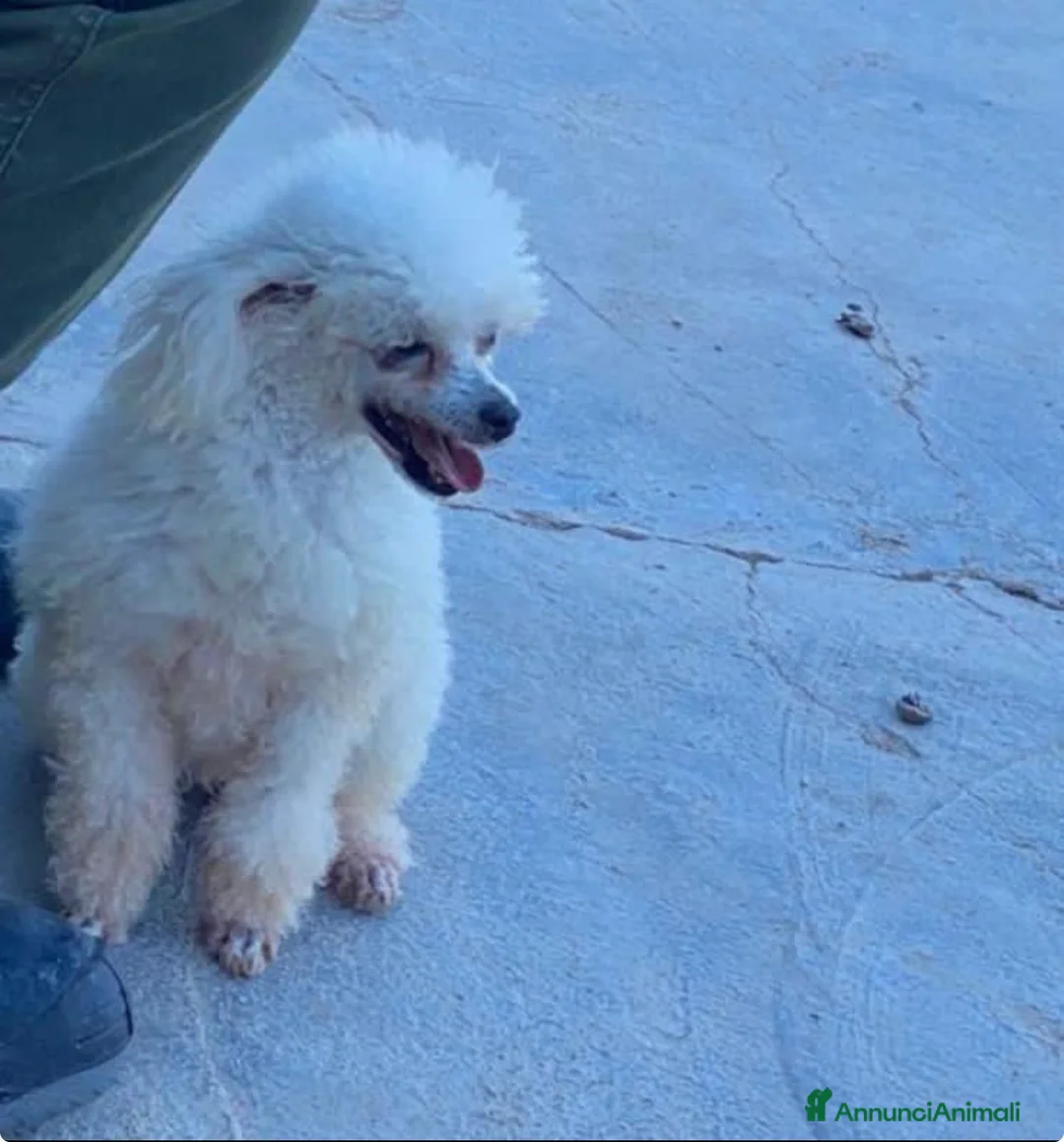 Barboncino Toy cani in vendita: Cuccioli barboncini toy - Annuncio 1