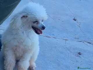 Barboncino Toy cani Cuccioli barboncini toy - Annuncio 12