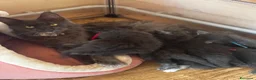 Maine Coon gatti in vendita: Cuccioli Maine coon blue a Città metropolitana di Roma Capitale - Annuncio 2